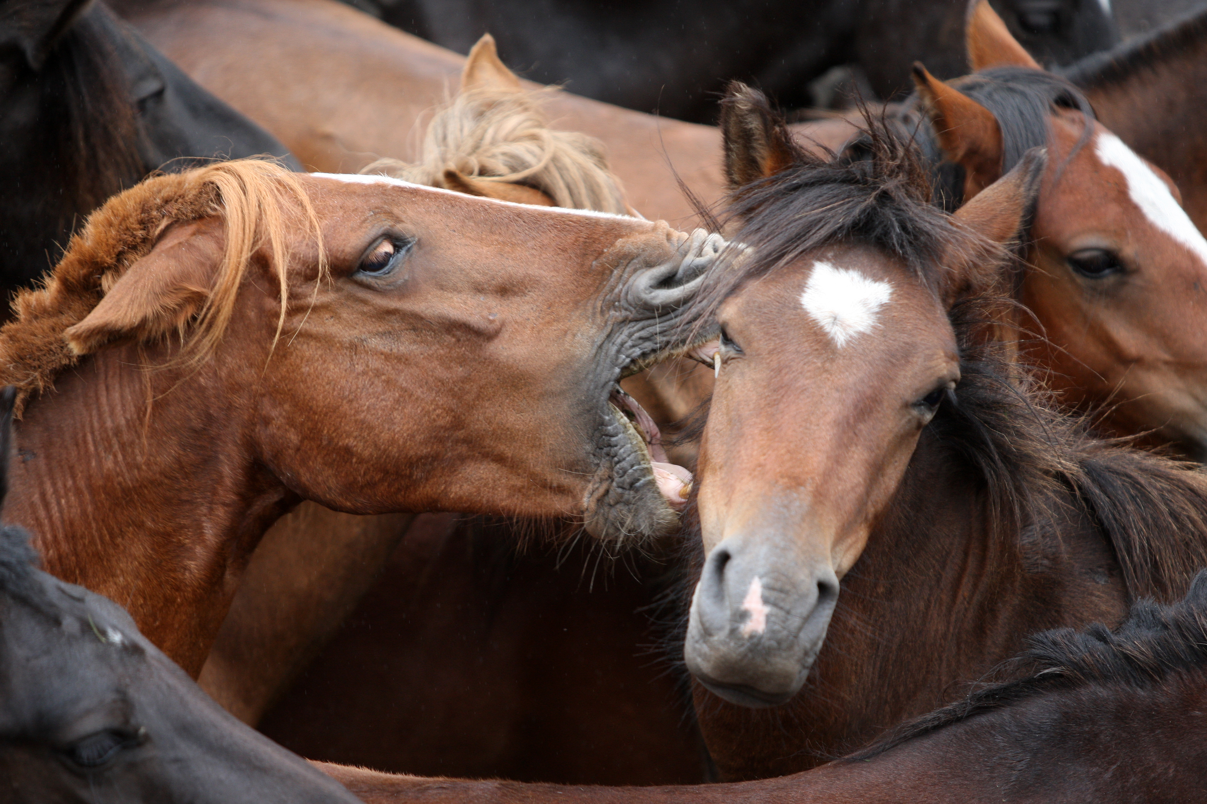Rapa das Bestas de Sabucedo