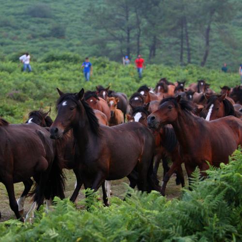 Rapa das Bestas de Sabucedo 1