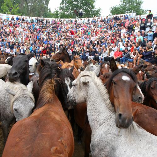 Rapa das Bestas de Sabucedo 2
