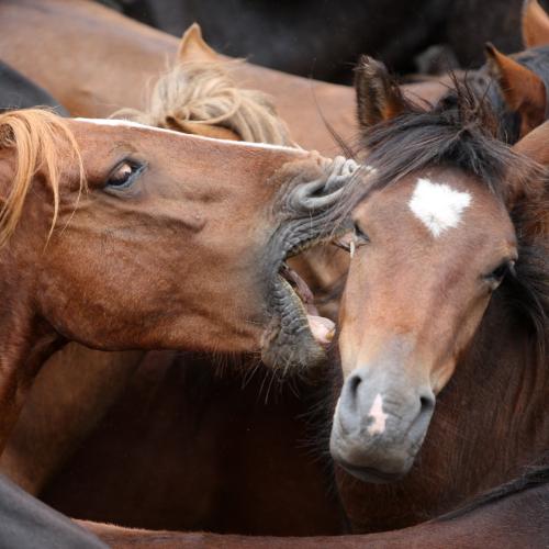 Rapa das Bestas de Sabucedo 5