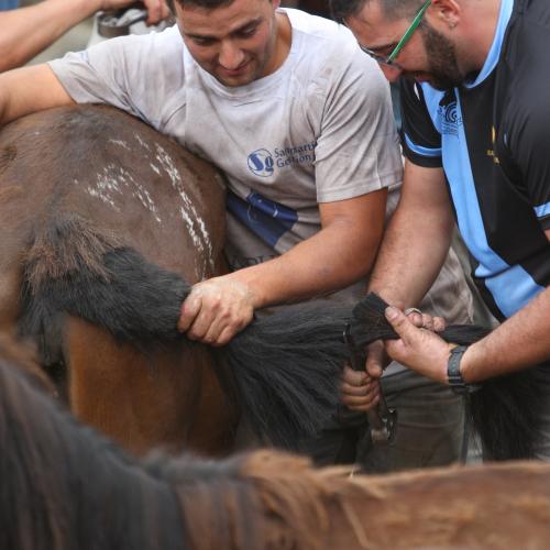 Rapa das Bestas de Sabucedo 6