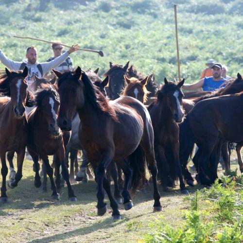 Rapa das Bestas de Sabucedo 8