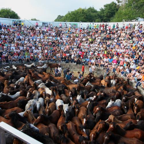 Rapa das Bestas de Sabucedo 0