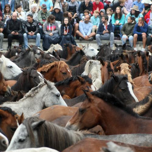 Rapa das Bestas de Sabucedo 12
