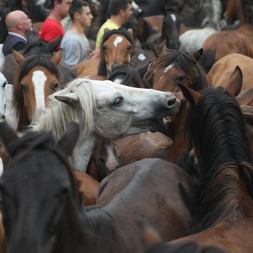 Rapa das Bestas de Sabucedo 13