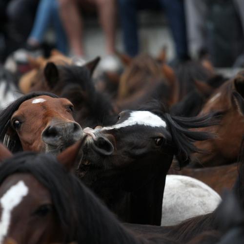 Rapa das Bestas de Sabucedo 15
