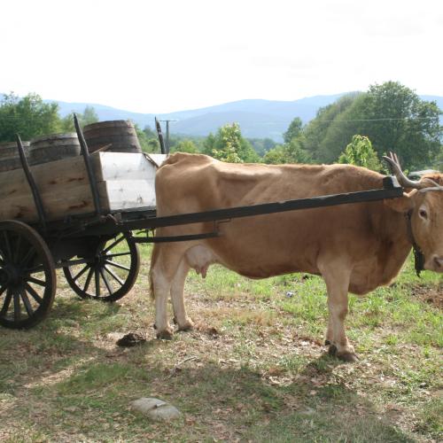 Feria de los Carballi&ntilde;os 3
