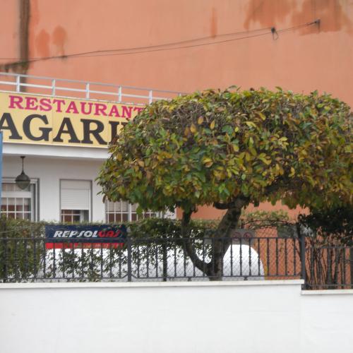 O Agarimo 2