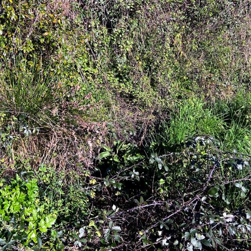 Sendero de San Fiz 3