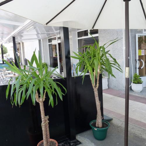 Gonz&aacute;lez Hostel 1